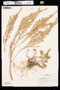 Artemisia frigida image