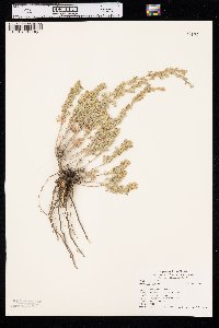 Artemisia frigida image