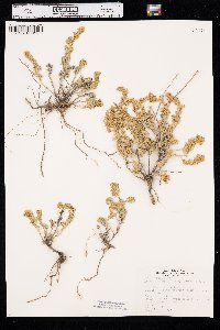 Artemisia frigida image