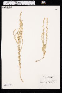 Artemisia frigida image