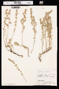 Artemisia frigida image