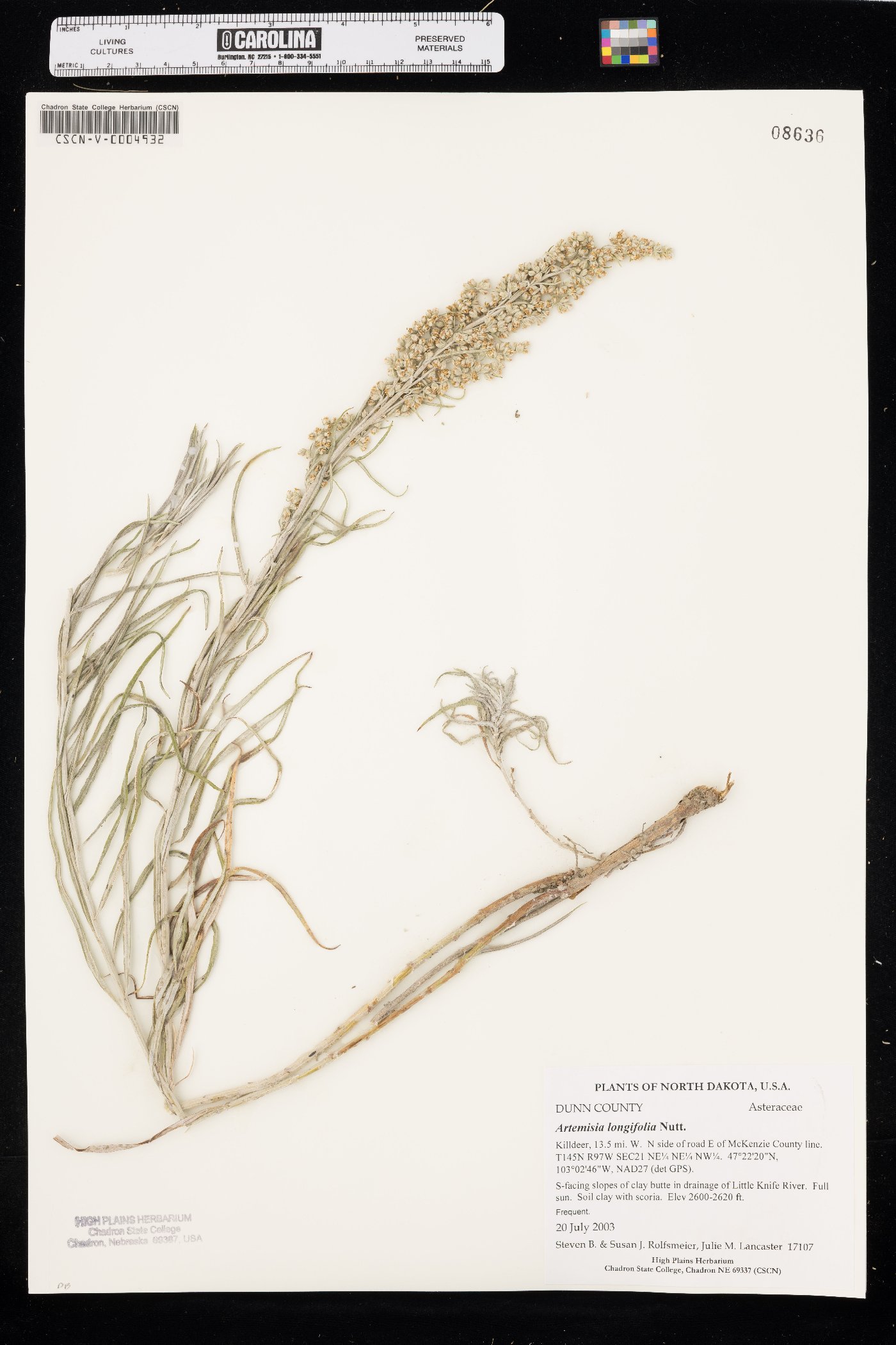 Artemisia longifolia image
