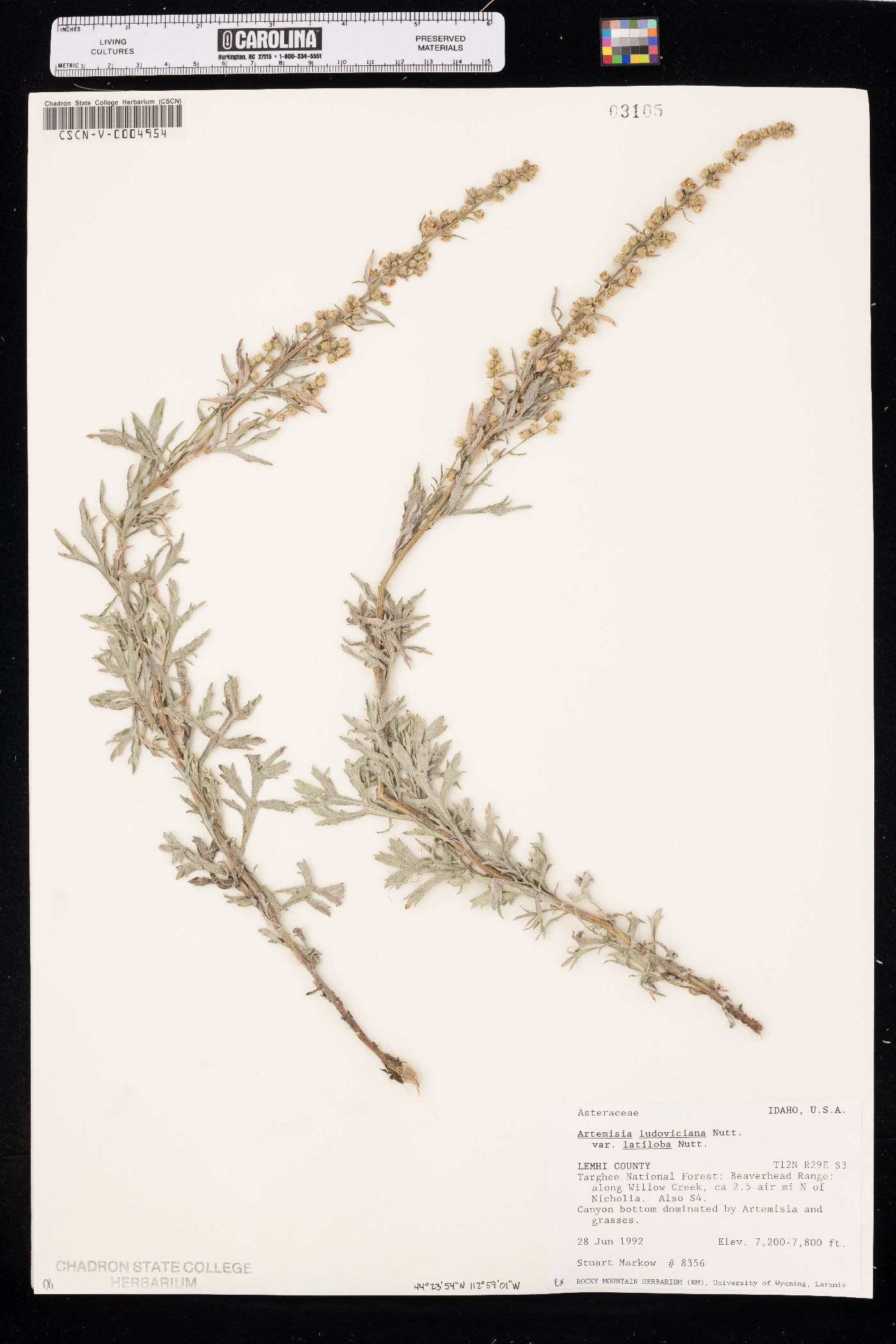 Artemisia ludoviciana subsp. candicans image