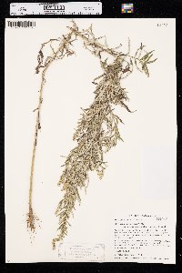 Artemisia ludoviciana subsp. mexicana image