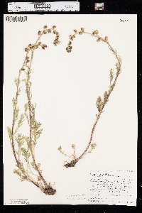 Artemisia norvegica var. saxatilis image