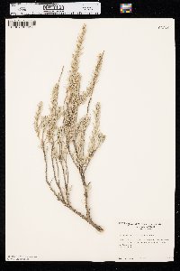 Artemisia rigida image