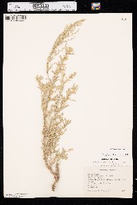 Artemisia tridentata image