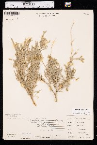 Artemisia tridentata image