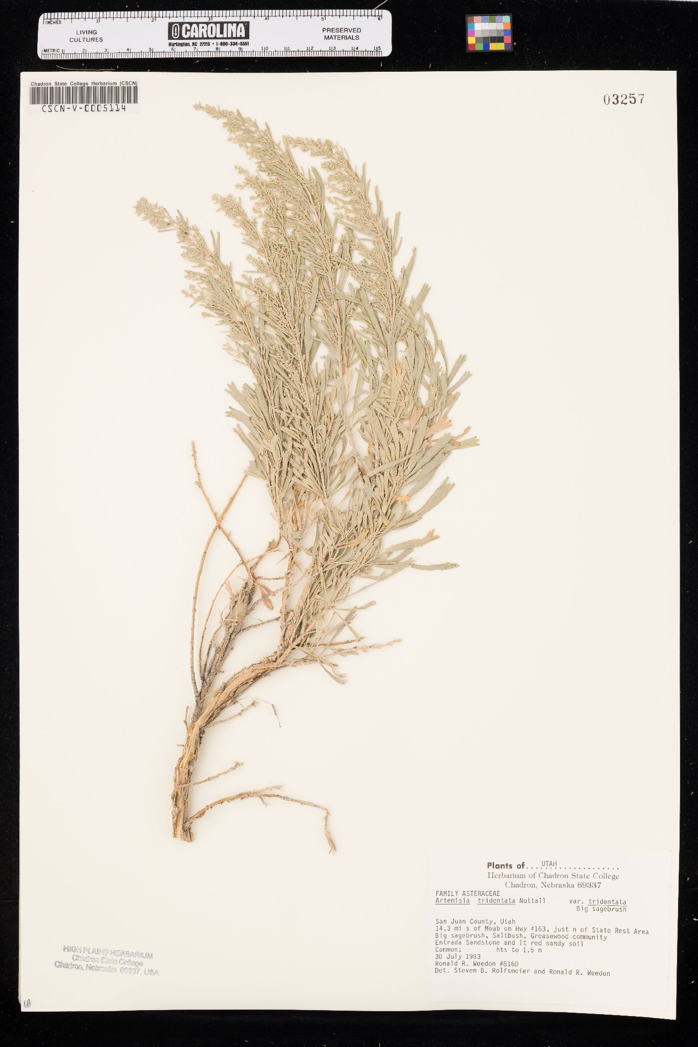 Artemisia tridentata var. tridentata image