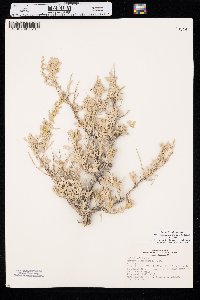 Artemisia tridentata subsp. wyomingensis image