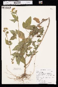 Bidens alba image