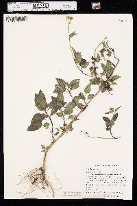 Bidens alba var. radiata image