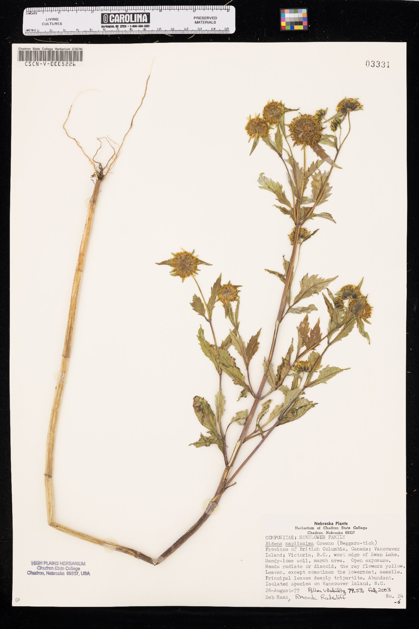 Bidens amplissima image