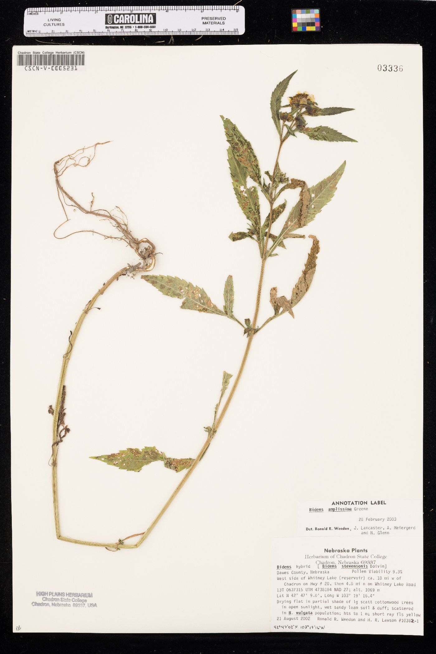 Bidens amplissima image