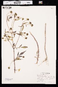 Bidens aristosa image