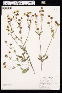 Bidens aristosa image