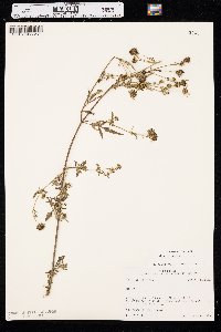 Bidens aristosa image