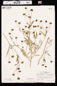 Bidens aristosa image