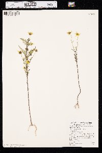 Bidens aristosa image