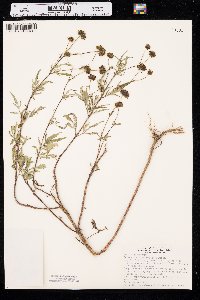 Bidens aristosa image