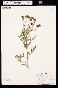 Bidens aristosa image