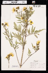 Bidens aristosa image