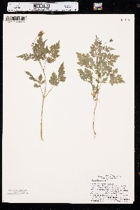 Bidens bipinnata image