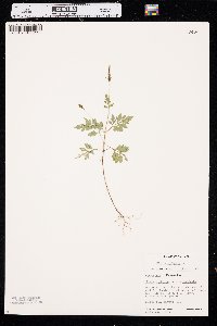 Bidens bipinnata image