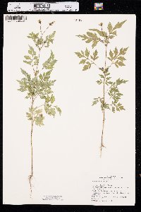 Bidens bipinnata image