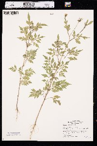 Bidens bipinnata image