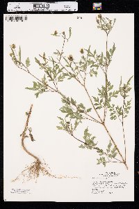 Bidens bipinnata image