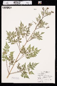 Bidens bipinnata image