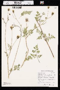 Bidens bipinnata image