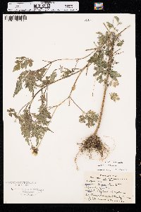 Bidens bipinnata image