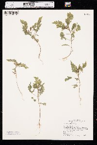 Bidens bipinnata image