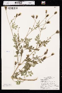 Bidens bipinnata image