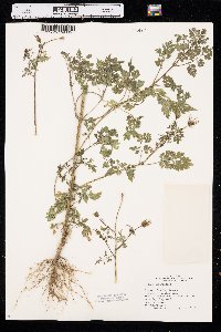 Bidens bipinnata image