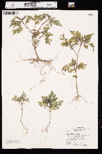 Bidens bipinnata image