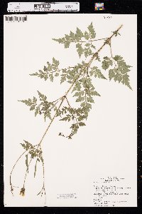 Bidens bipinnata image