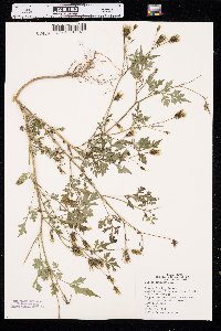 Bidens bipinnata image