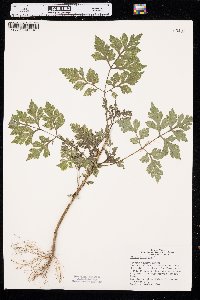 Bidens bipinnata image