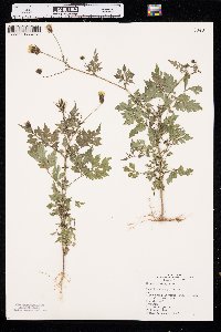 Bidens bipinnata image