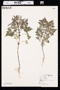 Bidens bipinnata image