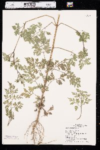 Bidens bipinnata image