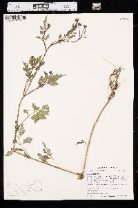 Bidens bipinnata image