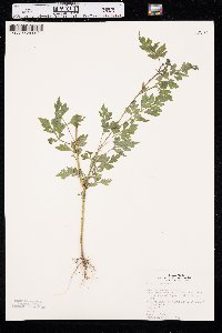 Bidens bipinnata image