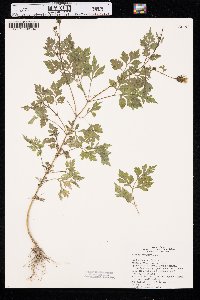 Bidens bipinnata image