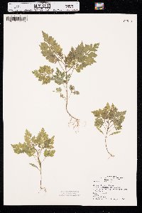 Bidens bipinnata image