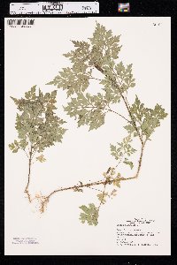 Bidens bipinnata image