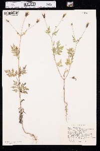 Bidens bipinnata image